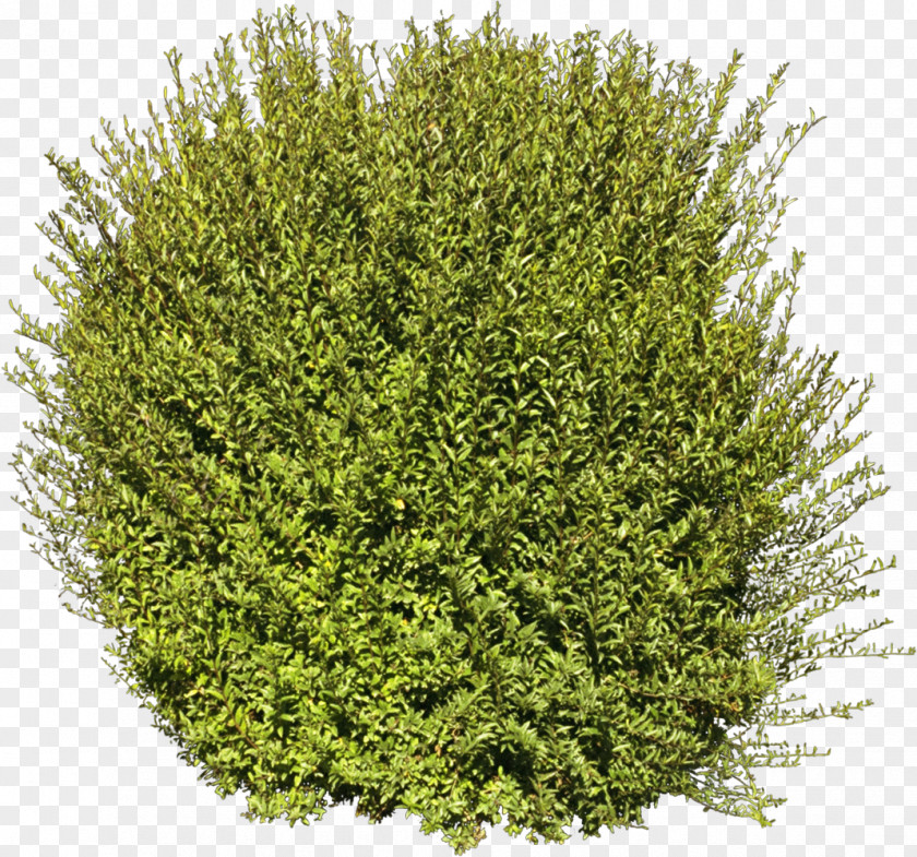 Bushes Tree Shrub Plant PNG