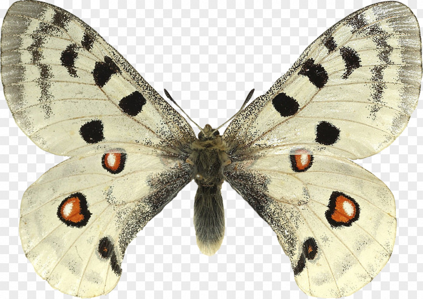 Butterfly Apollo Parnassius Phoebus Species Large White PNG