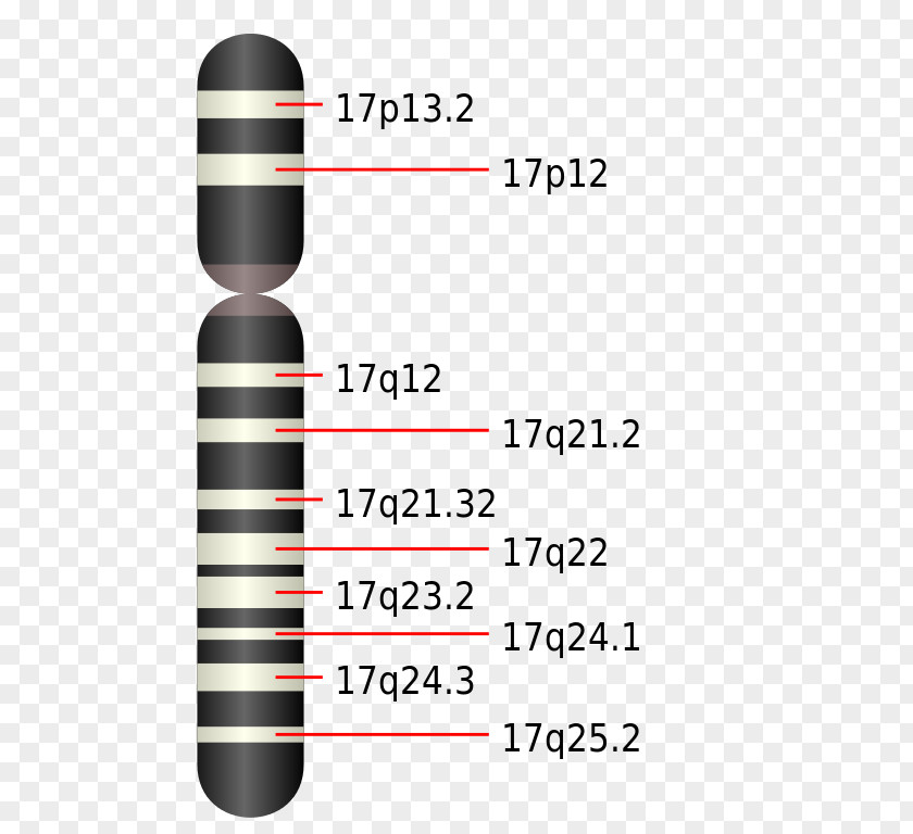 Chromosome Potocki–Lupski Syndrome 17 Genetic Disorder Smith–Magenis PNG