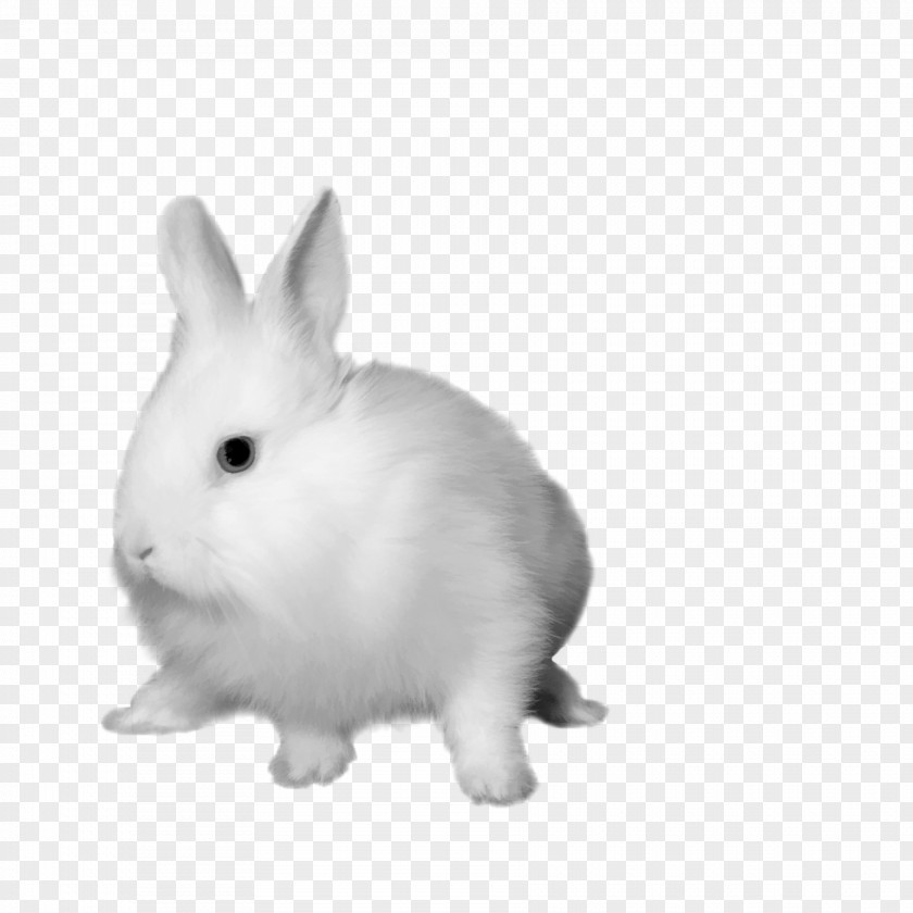 The White Rabbit Free Download Matting Hare Dutch Domestic PNG