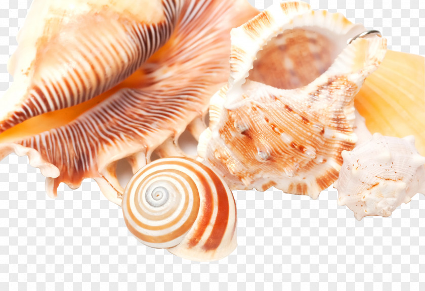 Conch Shell High-definition Television Seashell PNG