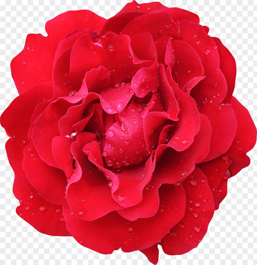 Flower Garden Roses Cabbage Rose Floribunda Red PNG