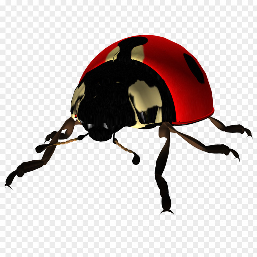 Ladybug Ladybird Beetle PNG