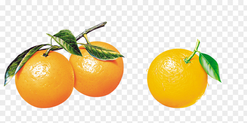 Orange B Tangerine Citrus Xd7 Sinensis Frutti Di Bosco Fruit PNG