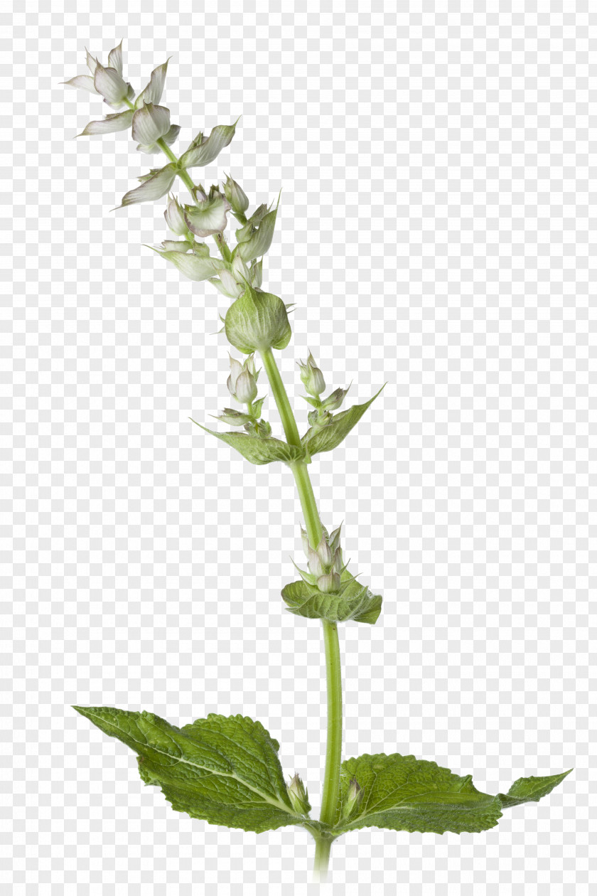 Plant Clary Common Sage English Lavender Stock Photography PNG