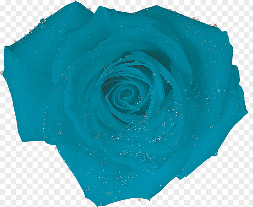 Rose Blue Turquoise Aqua PNG
