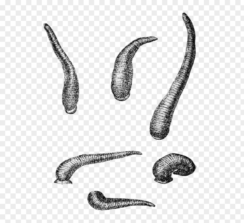 Worm Leech Limnatis Nilotica Annelid Wikipedia PNG