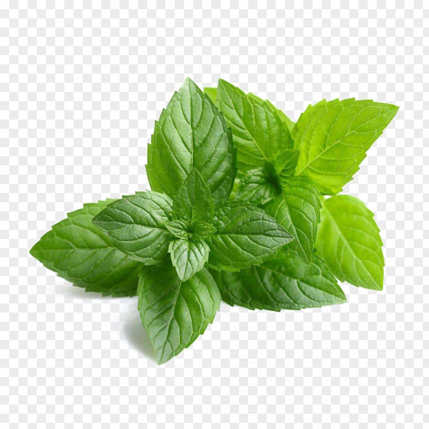 Basil Herb Mint Essential Oil Tooth Whitening Peppermint Aromatherapy PNG