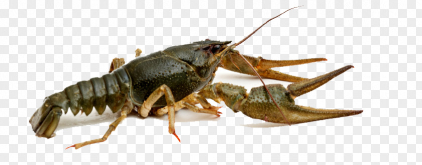 Bee Crayfish Western Honey Photography PNG