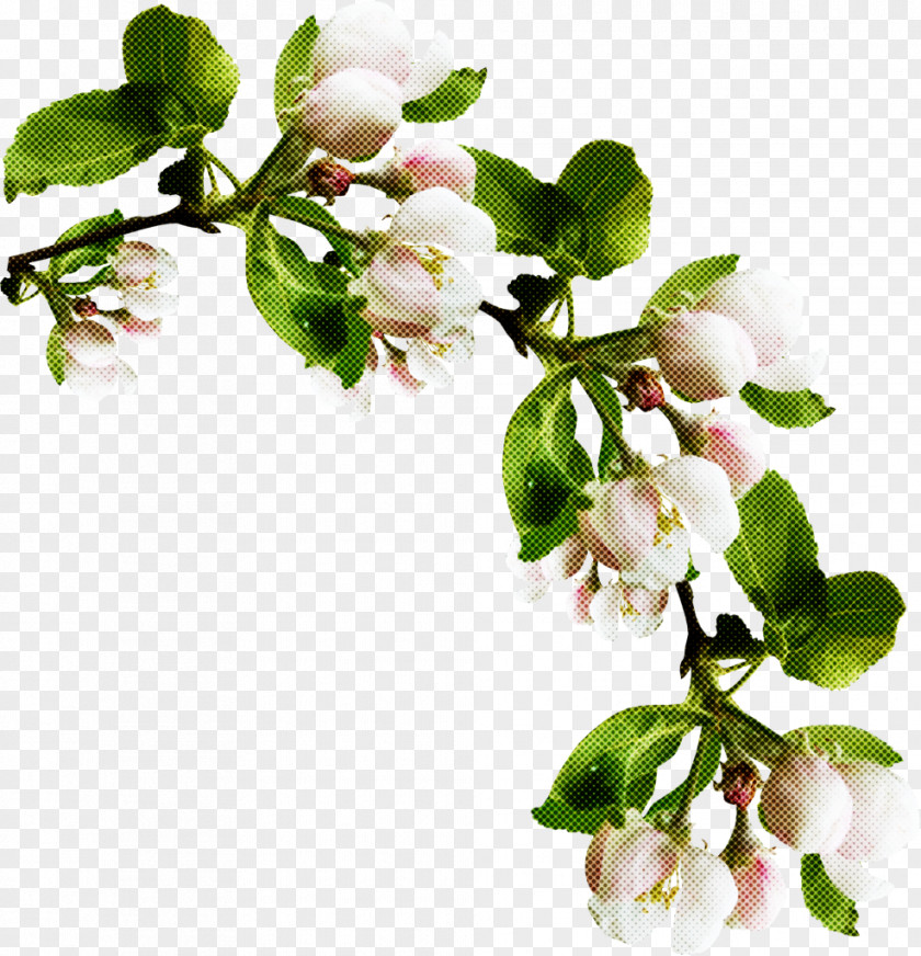 Flower Branch Plant Blossom Tree PNG