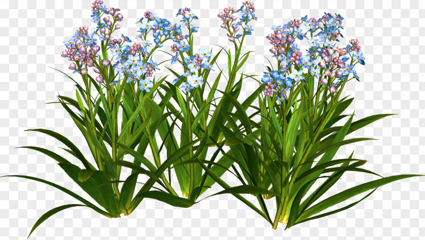 Plants Flower Garden Plant Shrub PNG