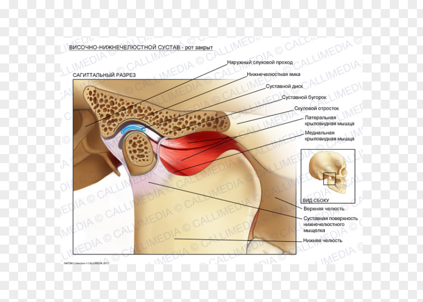 Skull Temporomandibular Joint Dysfunction Anatomy Lateral Pterygoid Muscle PNG