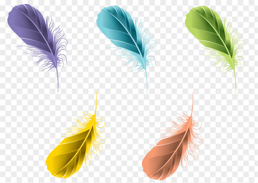 Watercolor Feathers Feather Digital Image PNG