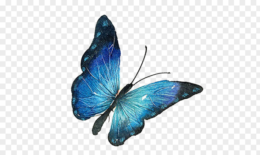 Blue Butterfly Euclidean Vector PNG