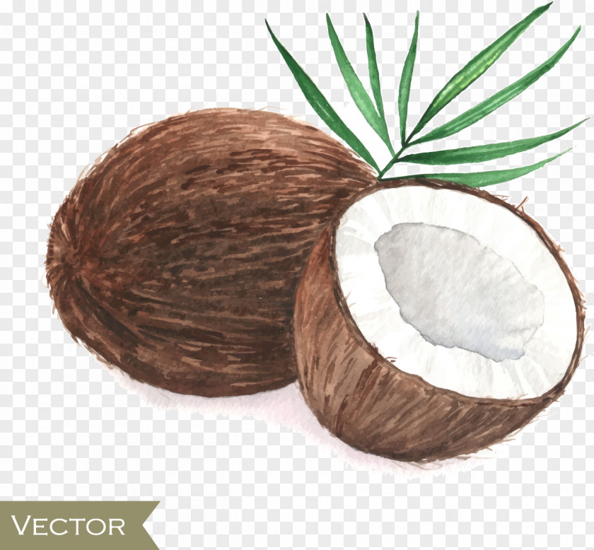 Hand-painted Coconut Drawing Poster Painting PNG