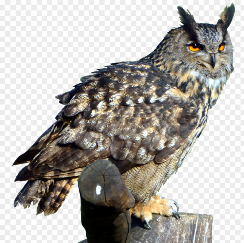 Owl Transparent Eurasian Eagle-owl Bird Great Horned PNG
