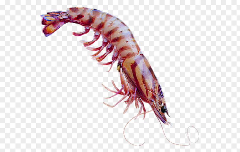 Seafood Caridea Shrimp Computer File PNG file, North America striped shrimp clipart PNG