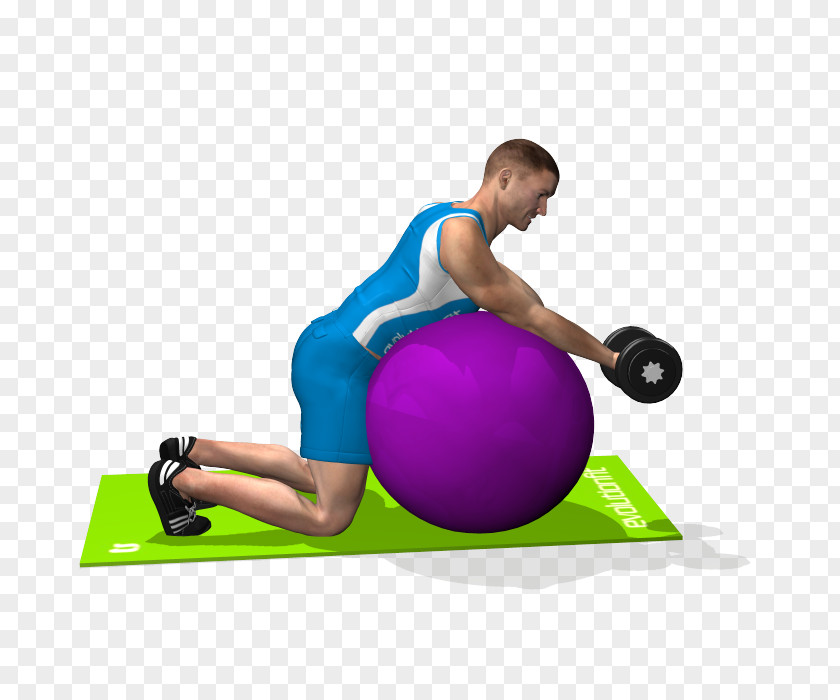 Biceps Curl Exercise Balls Pilates Medicine Shoulder PNG