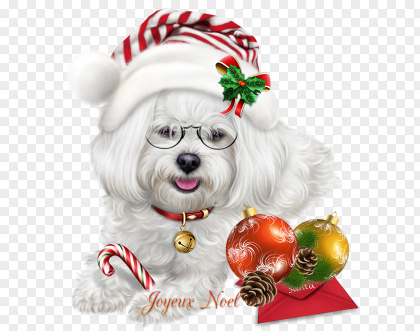 Havanese Sealyham Terrier Christmas Dog PNG