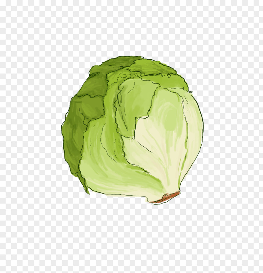Lettuce Leaf Vegetable Cabbage PNG