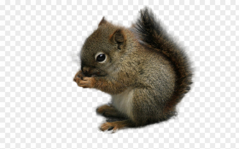 Squirrel Rodent Chipmunk Animal PNG