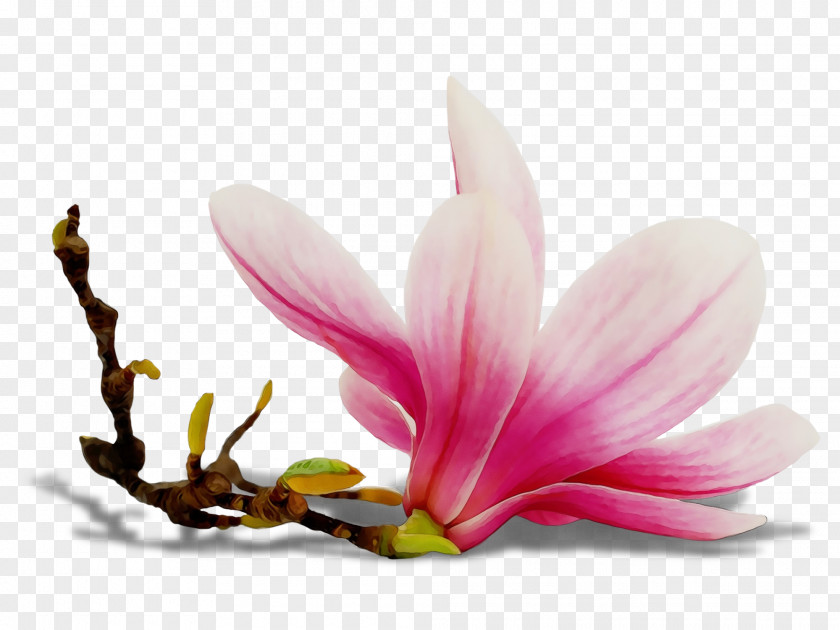 Crocus Siam Tulip Petal Flower Plant Flowering Pink PNG