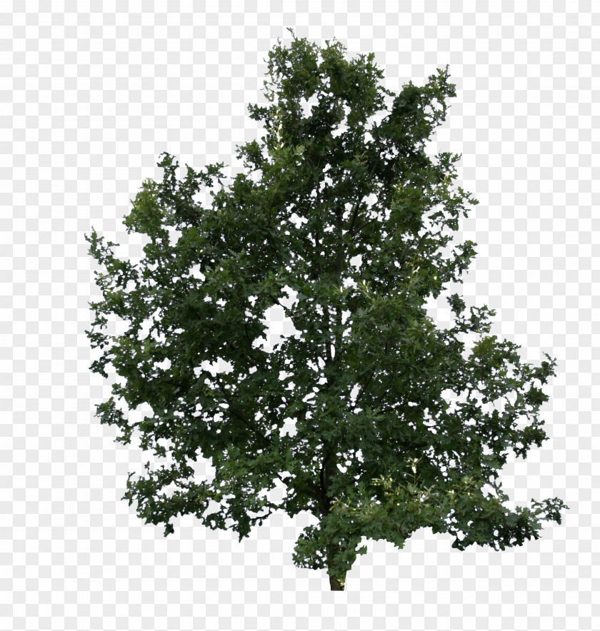 Cut Quercus Suber Tree Plant Leaf Shrub PNG