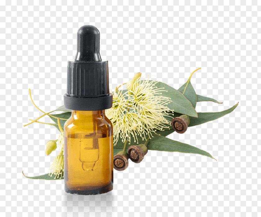 Eucalyptus Smithii Oil Globulus Olbas PNG