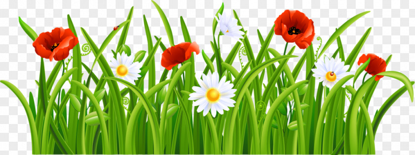 Flower Clip Art Image Lawn PNG