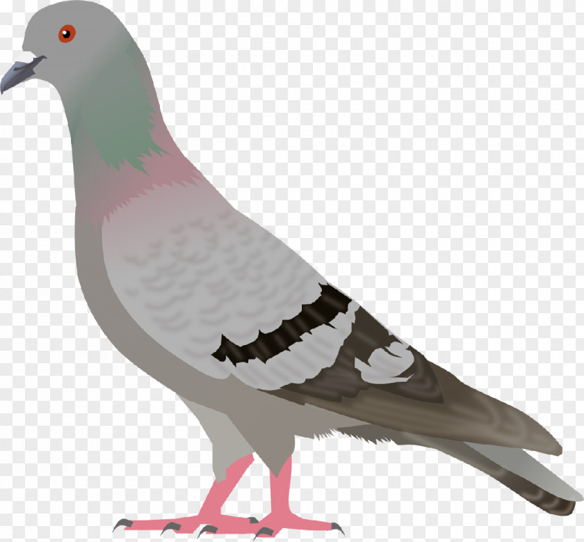 Pigeon Image English Carrier Columbidae Bird Clip Art PNG