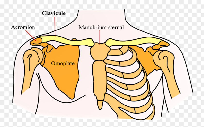 Situation Clavicle Scapula Bone Shoulder Girdle PNG