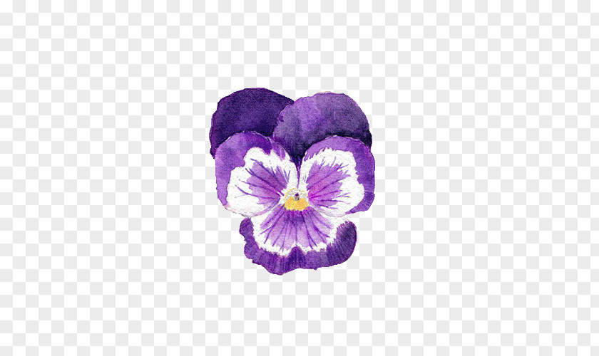 Watercolor Flower Purple Painting Pansy Photography PNG