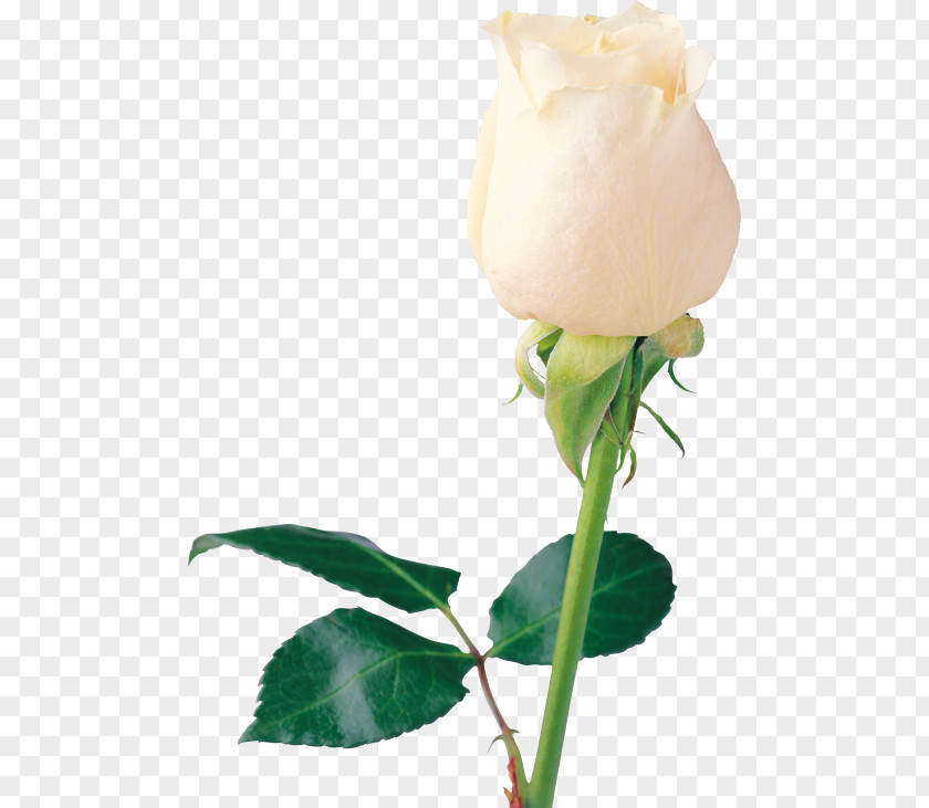 White Roses Rose Flower PNG