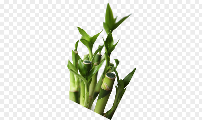 Bamboo Picture Frame Poster PNG