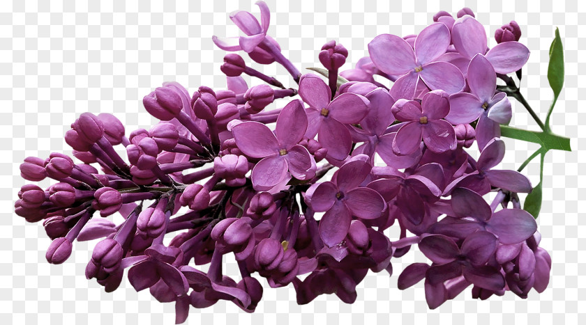 Creative Pull Flowers Purple Free Lilac Violet Clip Art PNG