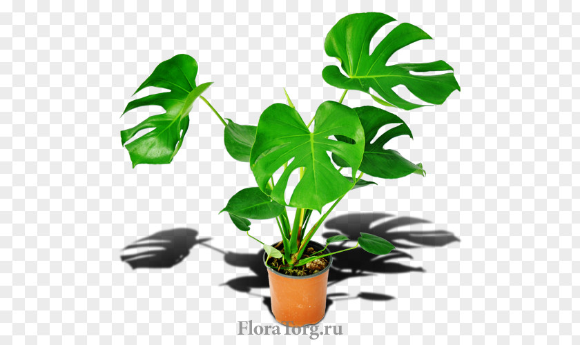 Monstera Flowerpot Houseplant Leaf Plant Stem PNG