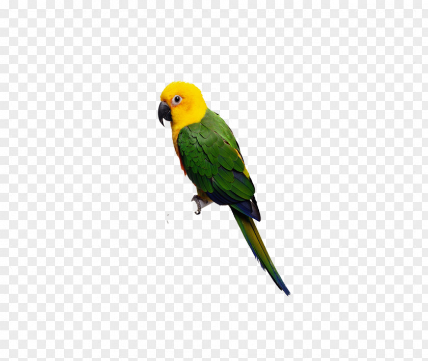 Parrot Lovebird Budgerigar Cockatoo Cockatiel PNG