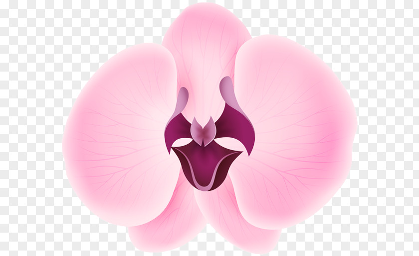 Yellow Orchid International Checker Hall Of Fame Petal Flower Sepal PNG