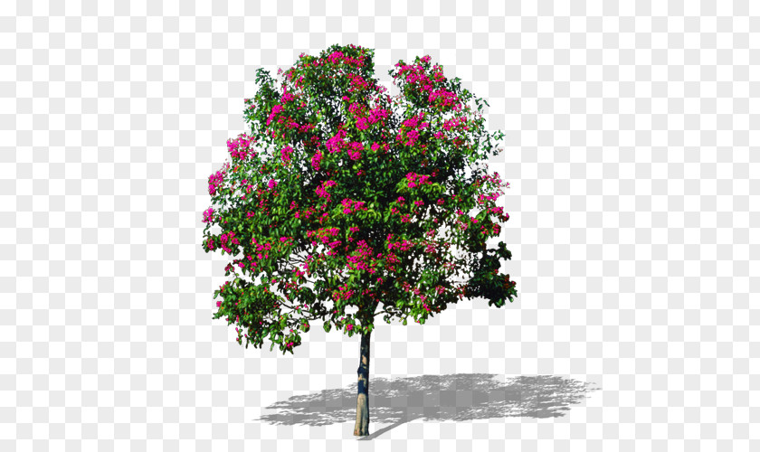 Flowering Tree Material Market PNG tree material market clipart PNG