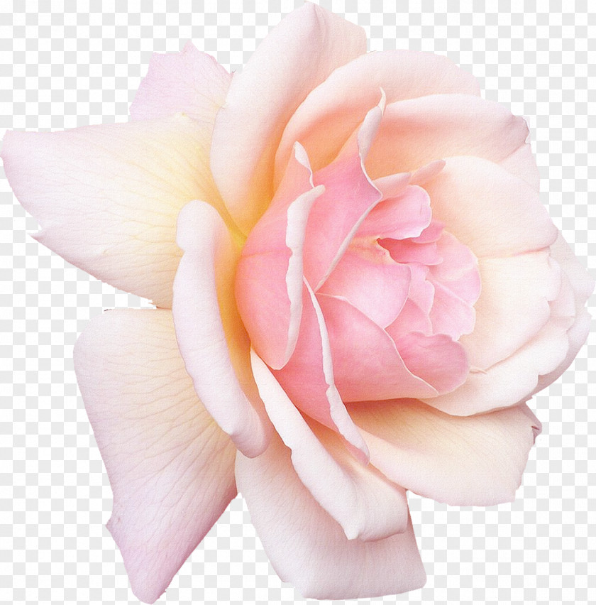 Gull Rose White Pink Flower Desktop Wallpaper PNG