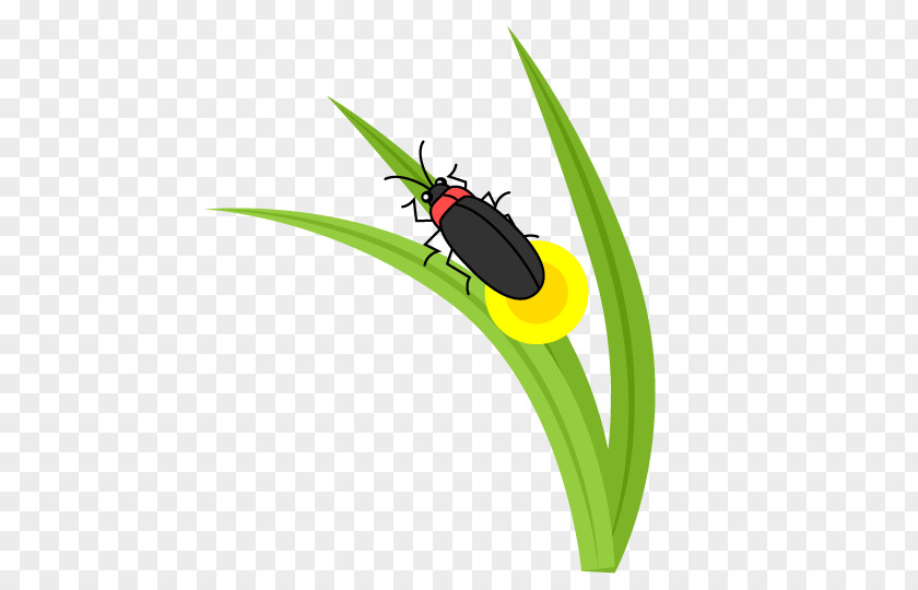 Ladybird Beetle Firefly Clip Art PNG