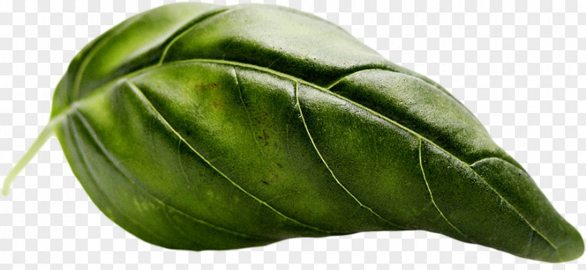 Leaf Vegetable PNG