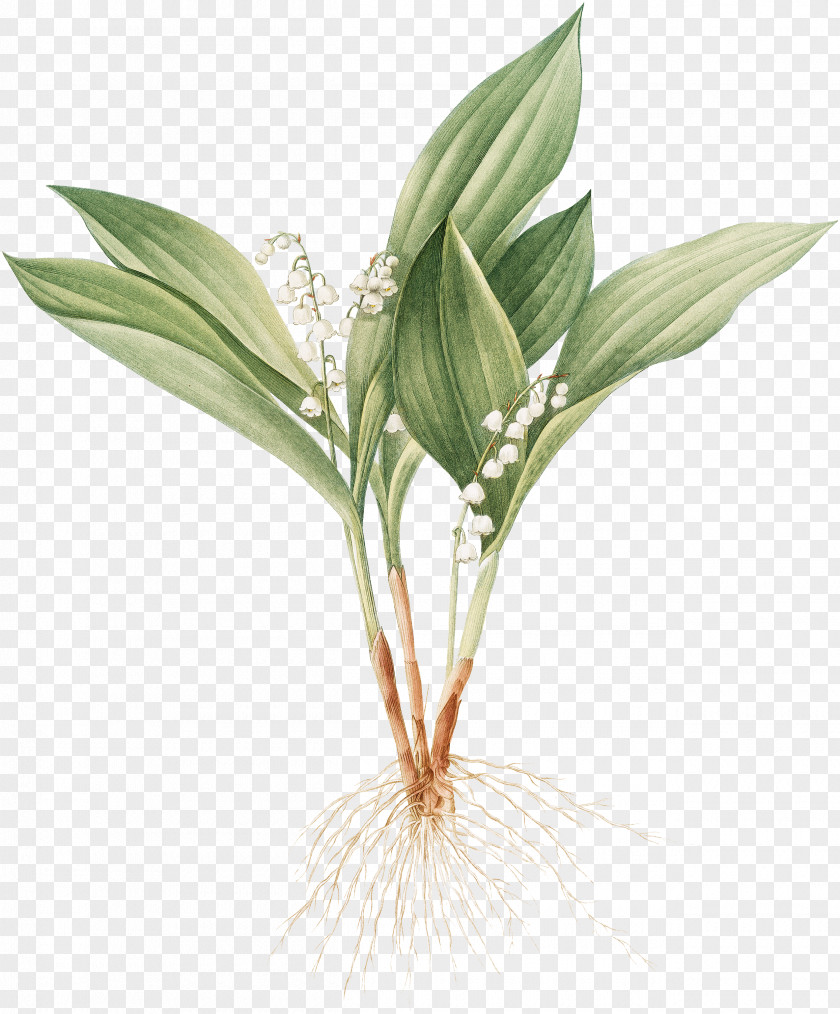 Lily Of The Valley Essential D. G. Jones Poet Author Botanical Illustration Printing PNG