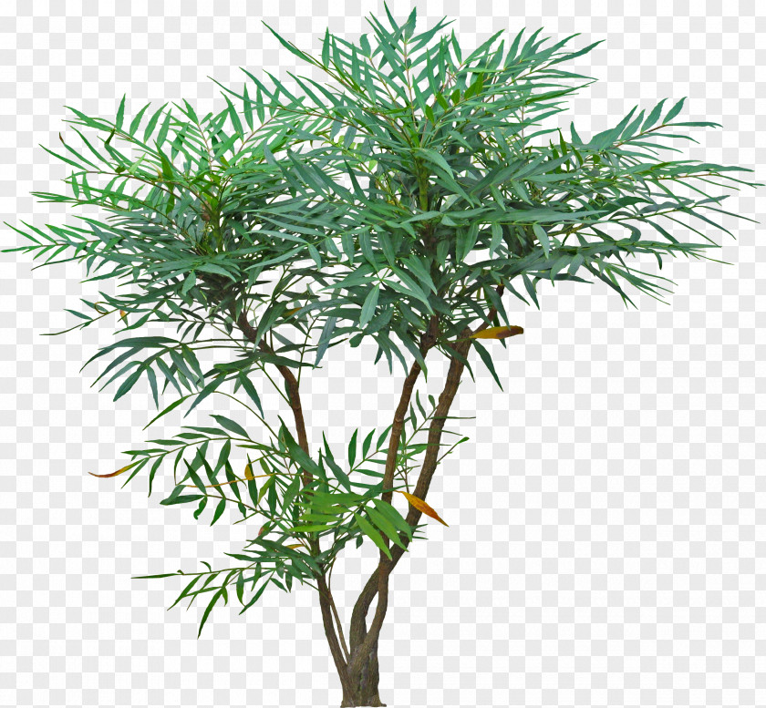 Plant Tree Garden Concept PNG