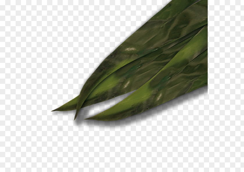 Algas Marinas Otak-otak Leaf PNG