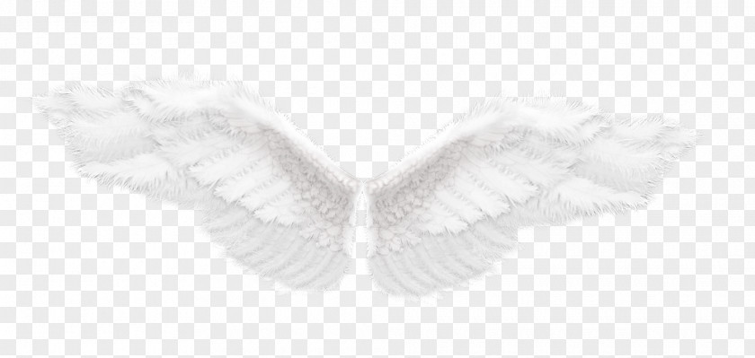 Angle Feather PNG