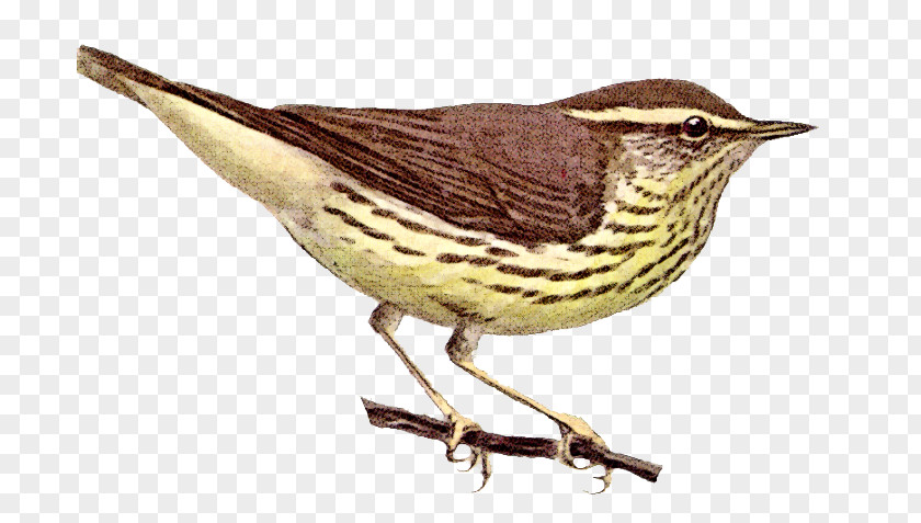 Bird House Sparrow Northern Waterthrush Clip Art PNG