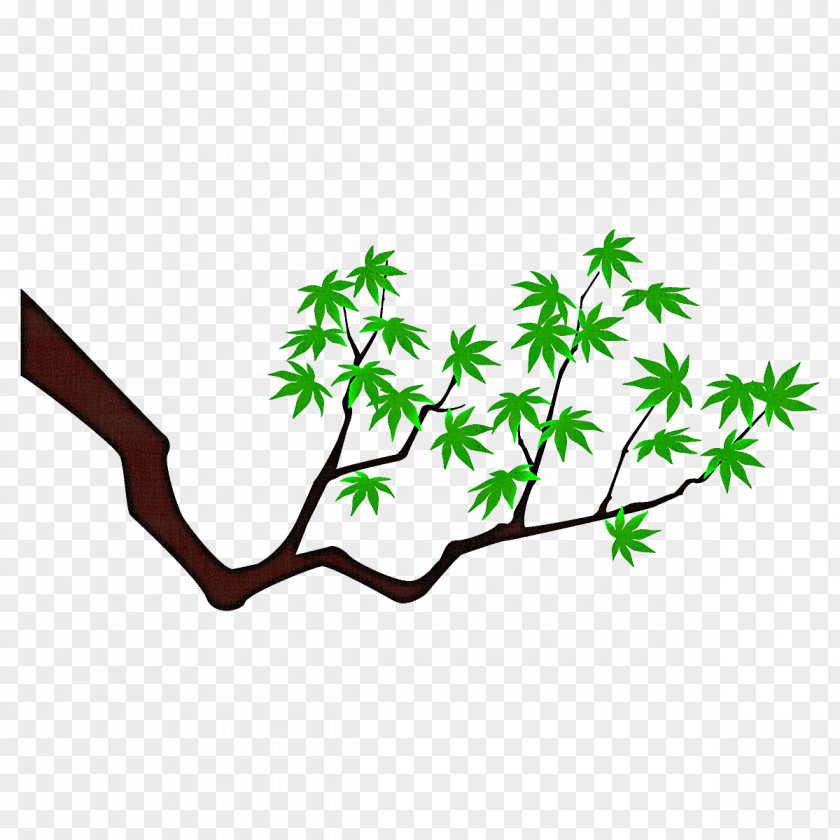 Maple Branch Leaves Tree PNG