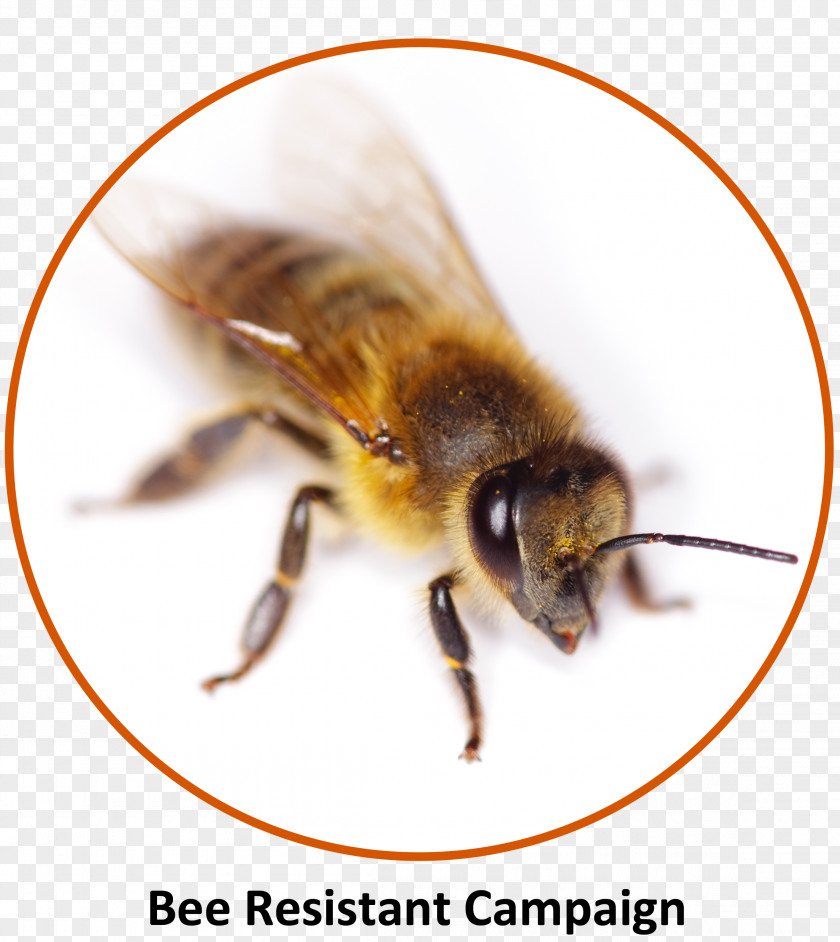 Allergy Anaphylaxis Campaign Autoinjector Bee Insect PNG