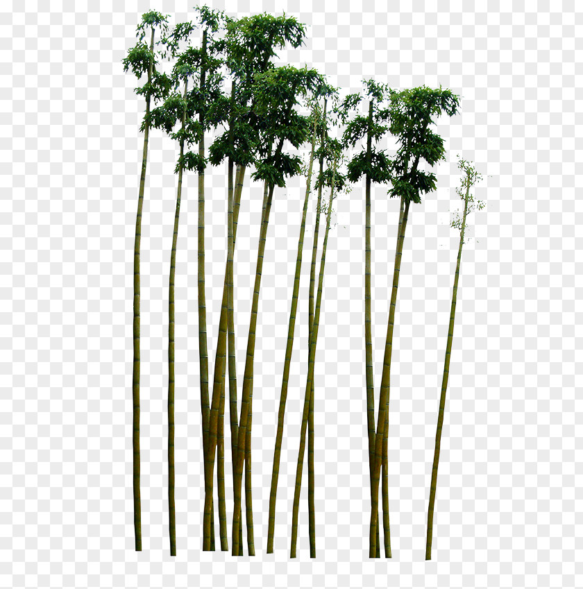 Green Bamboo Paper PNG